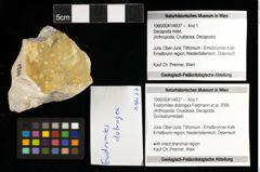 Foto (Objekt + Etiketten) von Eodromites dobrogea (Feldmann et al., 2006) 